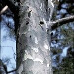 Pinus bungeana Bark