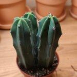 Myrtillocactus geometrizansFulla