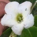 Bourreria costaricensis 花