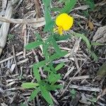 Crotalaria juncea Habitus