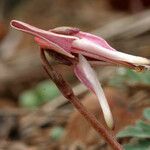 Dicentra uniflora Floare