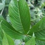 Distimake aegyptius पत्ता