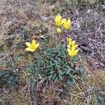 Saxifraga hirculus Blodyn