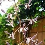 Epidendrum atacazoicum Flower