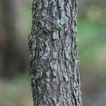 Fernelia buxifolia Koor