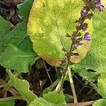 Salvia forskaehlei