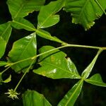 Inga acuminata Blad