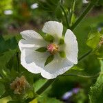 Kitaibelia vitifolia Flor