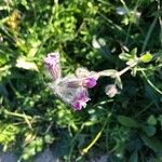 Silene bellidifolia Flor