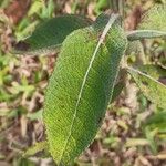 Pterocaulon alopecuroides Hoja
