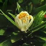 Citrus × microcarpa फूल