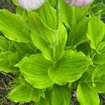 Cypripedium reginae Blatt