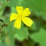 Lactuca muralis Fula