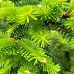 Abies numidica ഇല