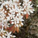 Sedum album Flor