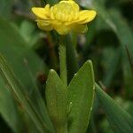 Ranunculus ophioglossifolius Fula