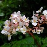 Begonia obliqua Blomst