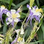 Aquilegia saximontana Fleur