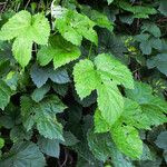 Humulus lupulus Leaf