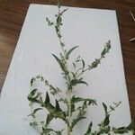 Atriplex laciniata Other