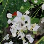 Isopyrum thalictroides 花