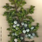 Juniperus drupacea Beste bat