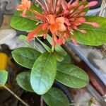 Ixora chinensisFlower