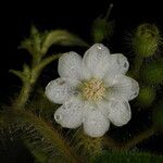 Miconia octona Flower