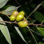 Xylopia sericea Fruit