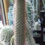 Cleistocactus buchtienii