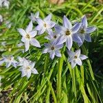 Ipheion uniflorum Flor