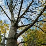 Acer saccharum Habit