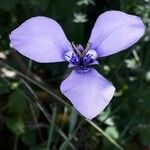 Herbertia lahue Lorea