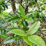 Elaeodendron orientale Leaf