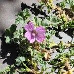 Malva neglectaFlower