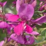 Indigofera heterantha Blüte