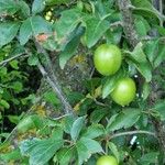 Prunus domestica Frucht