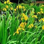 Iris pseudacorus 整株植物