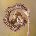 Scorpiurus sulcatus Flower