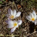 Crocus cancellatus অভ্যাস