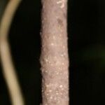 Tabernaemontana persicariifolia چھال