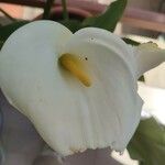 Zantedeschia aethiopica Flor