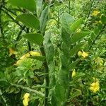 Euphorbia tithymaloides Ліст