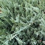Juniperus horizontalis ᱥᱟᱠᱟᱢ