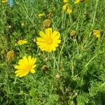 Glebionis coronaria Blüte