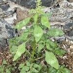 Amaranthus spinosusЛіст