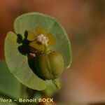 Euphorbia nevadensis Ostatní