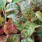 Aeschynanthus longicaulis Leaf