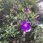 Tibouchina urvilleana Blüte