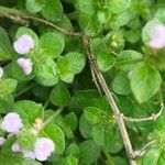 Rostellularia procumbens Folla